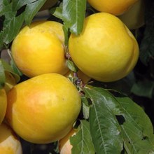 Cultivo – Abonado – Floración - Recolección - Riego - Poda - Maduración - Polinización  Los Ciruelos Golden Japan maduran en agosto.  Los Ciruelos Golden Japan son ideales para usar en la agricultura para injertar otras especies de árboles frutales, como albaricoqueros, melocotoneros y almendros, o Ciruelos de otras especies.  Los Ciruelos Golden Japan son autofértiles.